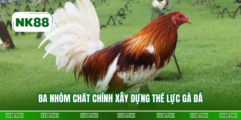 Ba nhóm chất chính xây dựng thể lực gà đá