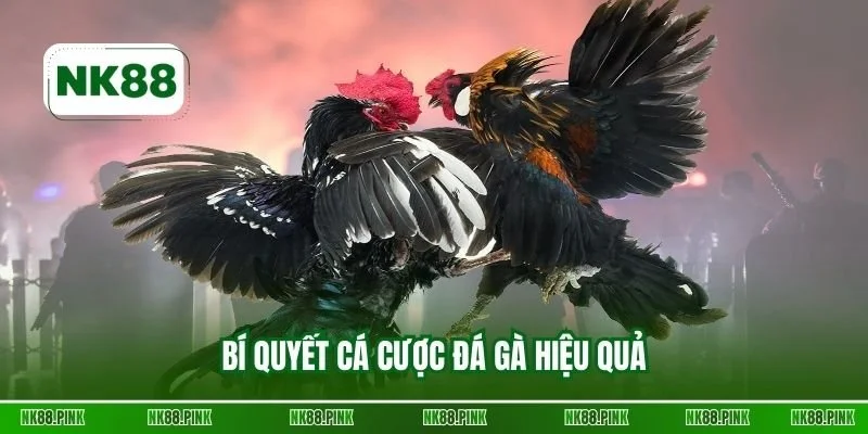 Bí quyết cá cược đá gà hiệu quả