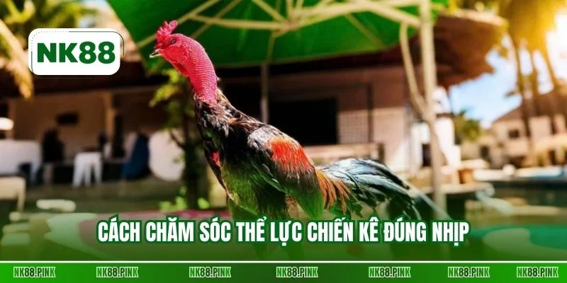 Cách chăm sóc thể lực chiến kê đúng nhịp