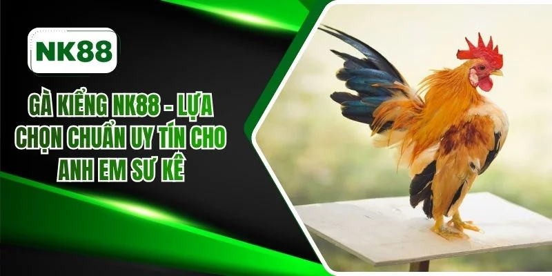 Gà kiểng NK88