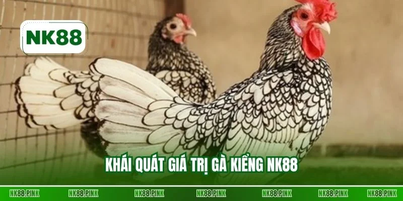 Khái quát giá trị Gà kiểng NK88