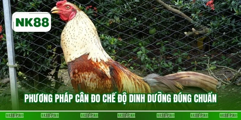 Phương pháp cân đo chế độ dinh dưỡng đúng chuẩn