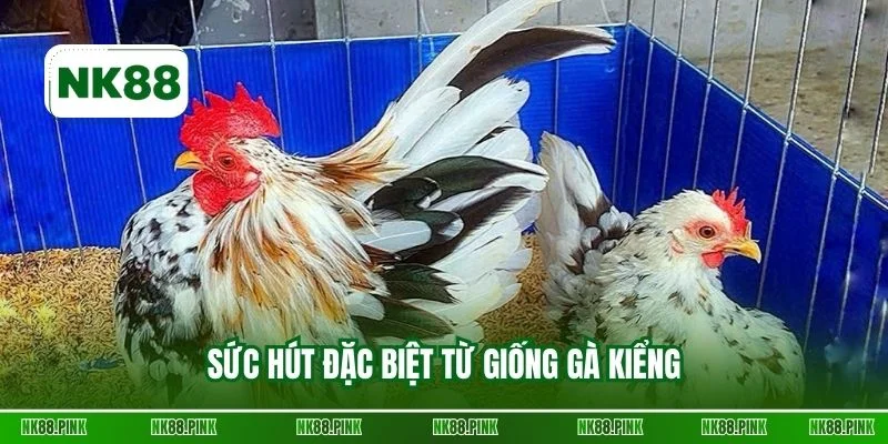 Sức hút đặc biệt từ giống gà kiểng